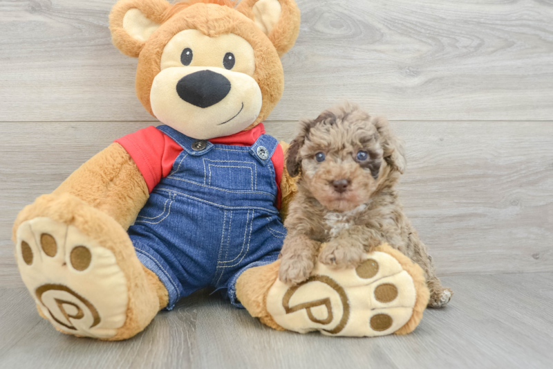 Meet Dak - our Poodle Puppy Photo 3/3 - Lone Star Pups