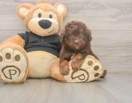6 week old Poodle Puppy For Sale - Lone Star Pups