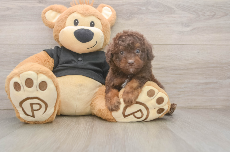 6 week old Poodle Puppy For Sale - Lone Star Pups