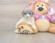 7 week old Poodle Puppy For Sale - Lone Star Pups
