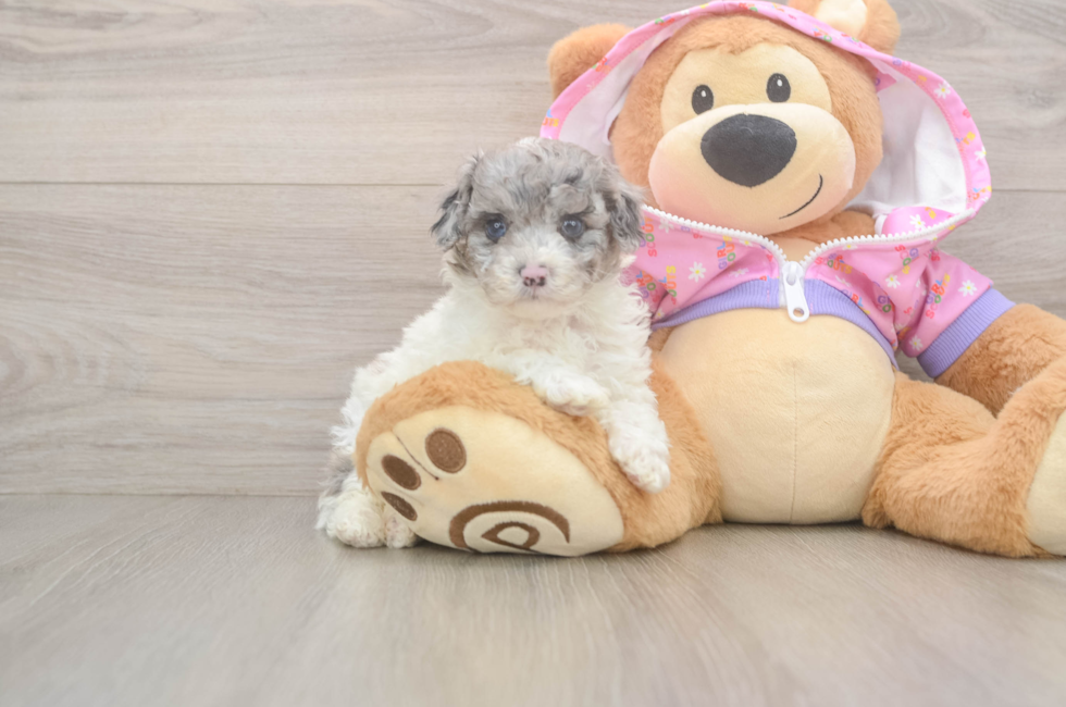 5 week old Poodle Puppy For Sale - Lone Star Pups