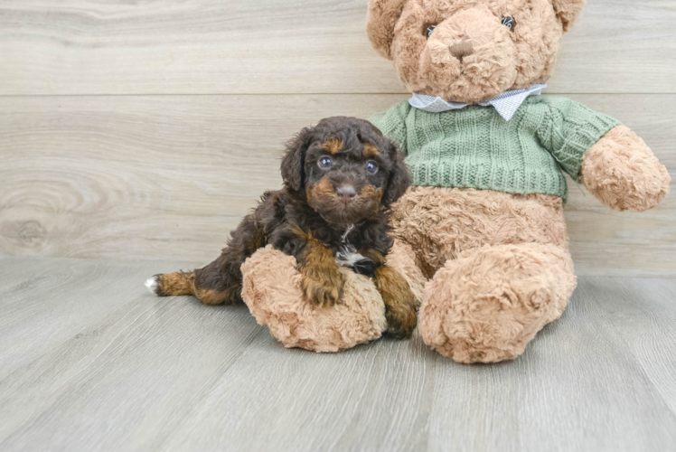 Poodle Pup Being Cute