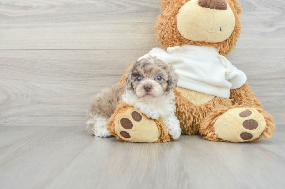 6 week old Poodle Puppy For Sale - Lone Star Pups