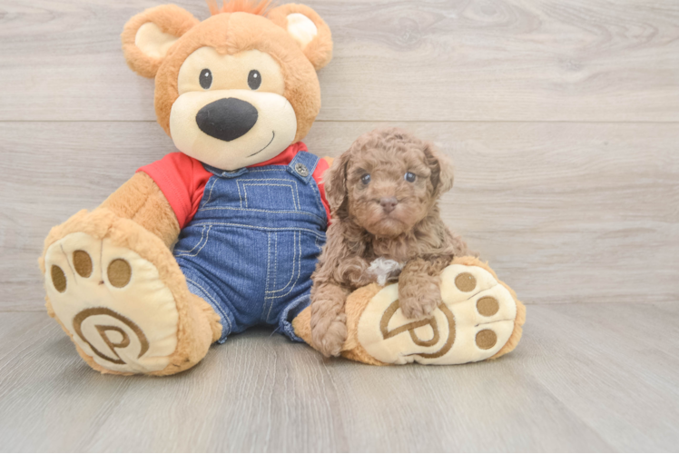 Poodle Pup Being Cute