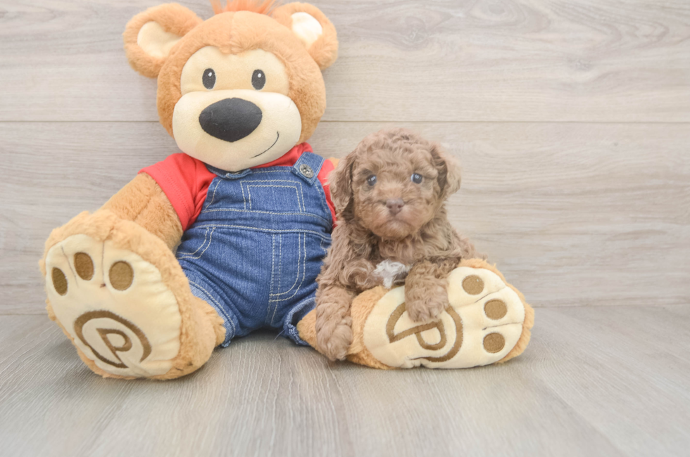 5 week old Poodle Puppy For Sale - Lone Star Pups