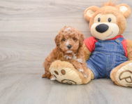 6 week old Poodle Puppy For Sale - Lone Star Pups