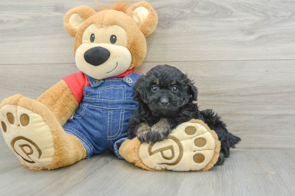 7 week old Poodle Puppy For Sale - Lone Star Pups