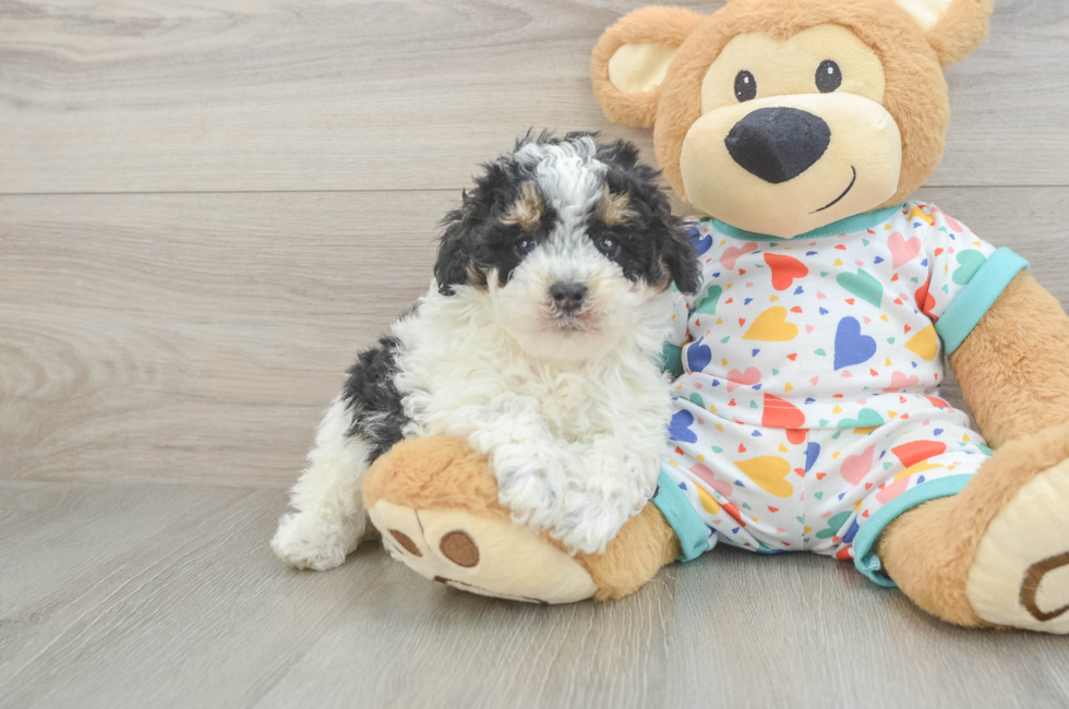 6 week old Poodle Puppy For Sale - Lone Star Pups