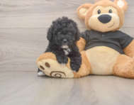 6 week old Poodle Puppy For Sale - Lone Star Pups