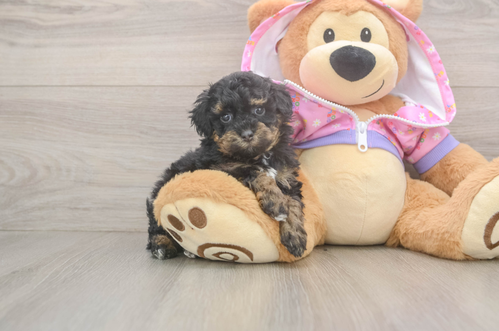 5 week old Poodle Puppy For Sale - Lone Star Pups