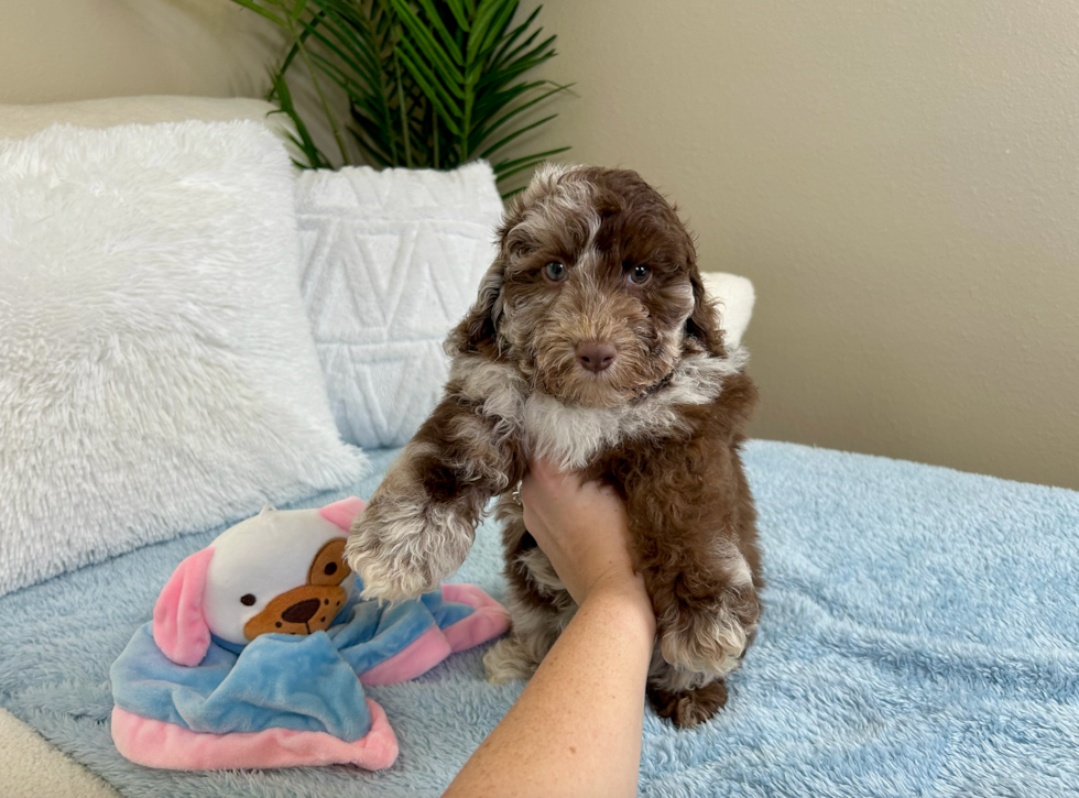 Cute Pooodle Purebred Puppy