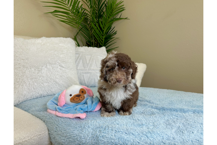 Cute Poodle Baby