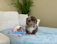 9 week old Poodle Puppy For Sale - Lone Star Pups