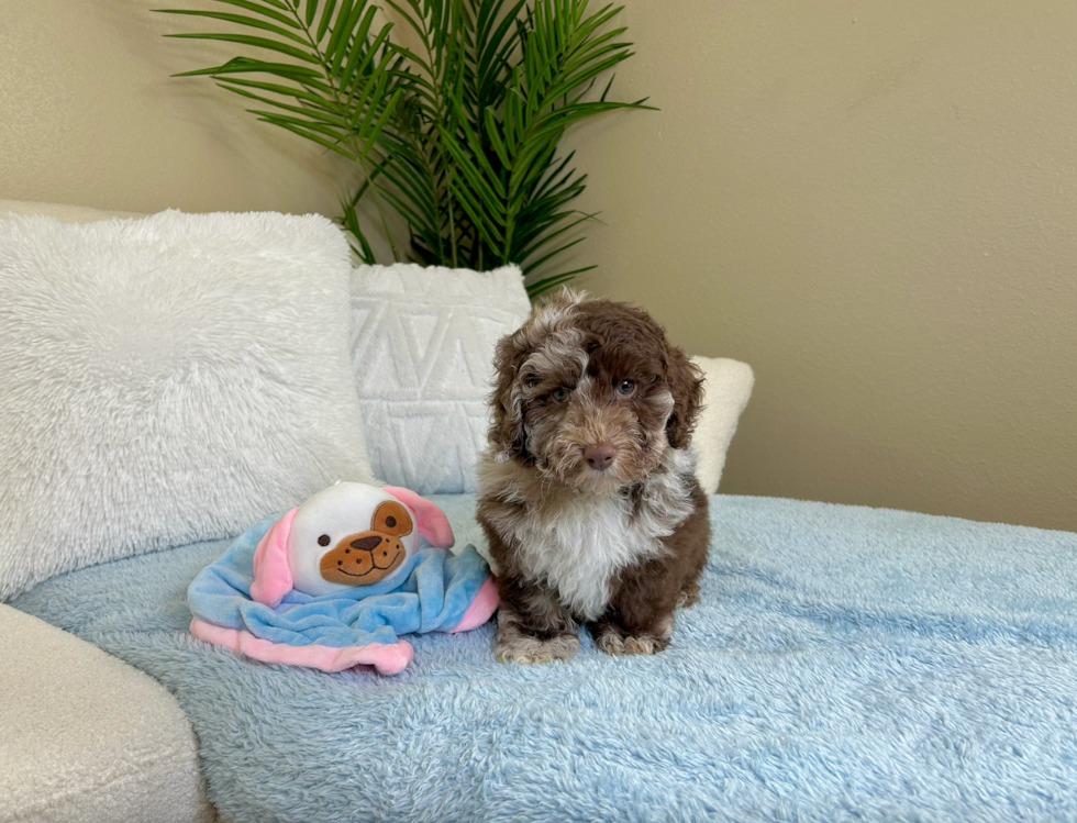 Cute Poodle Baby