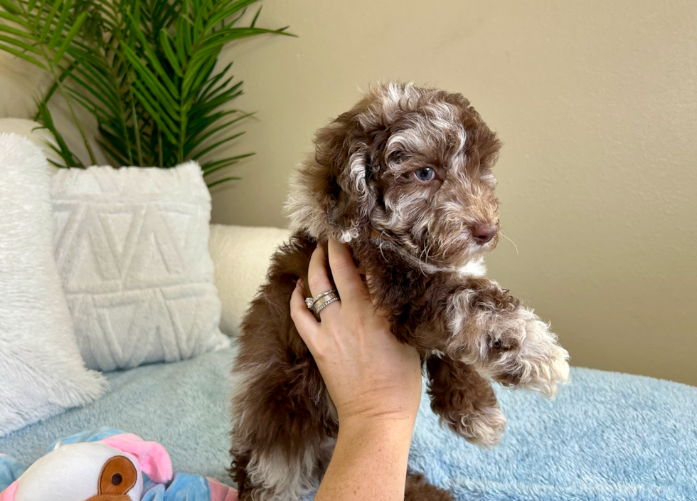 Cute Pooodle Purebred Puppy