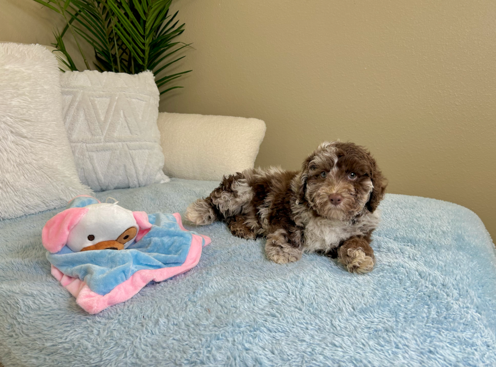 Cute Poodle Purebred Pup