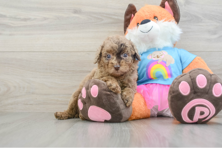 Best Poodle Baby