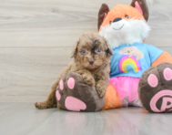 8 week old Poodle Puppy For Sale - Lone Star Pups