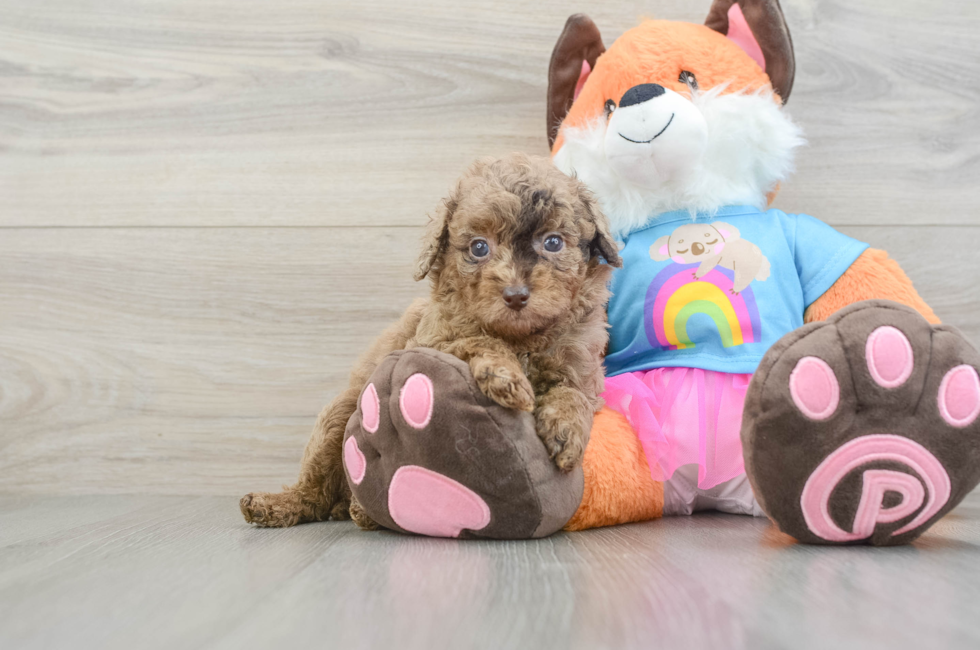 6 week old Poodle Puppy For Sale - Lone Star Pups