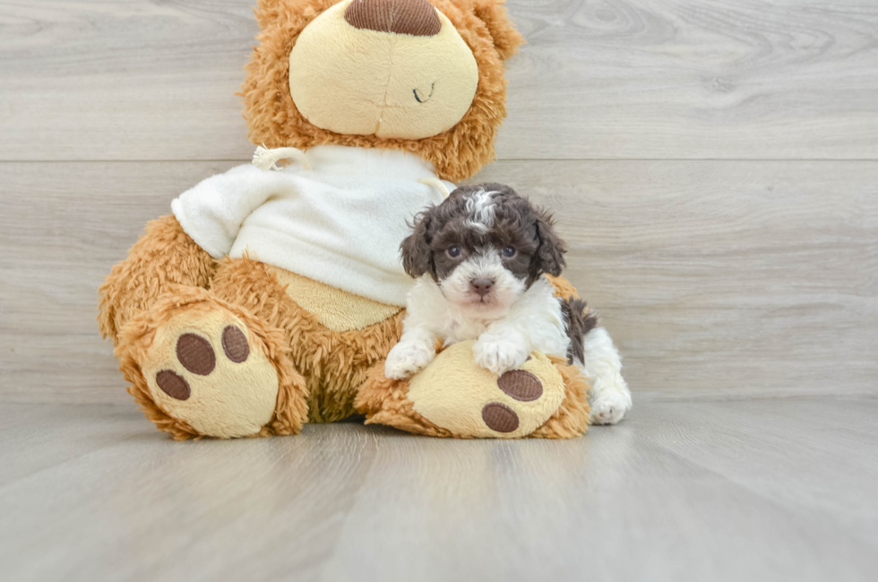 5 week old Poodle Puppy For Sale - Lone Star Pups