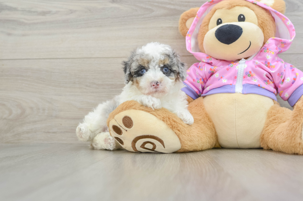 7 week old Poodle Puppy For Sale - Lone Star Pups