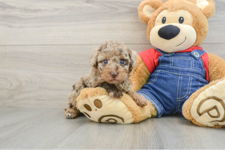 Poodle Puppy for Adoption