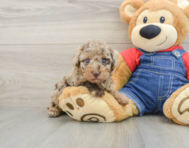6 week old Poodle Puppy For Sale - Lone Star Pups