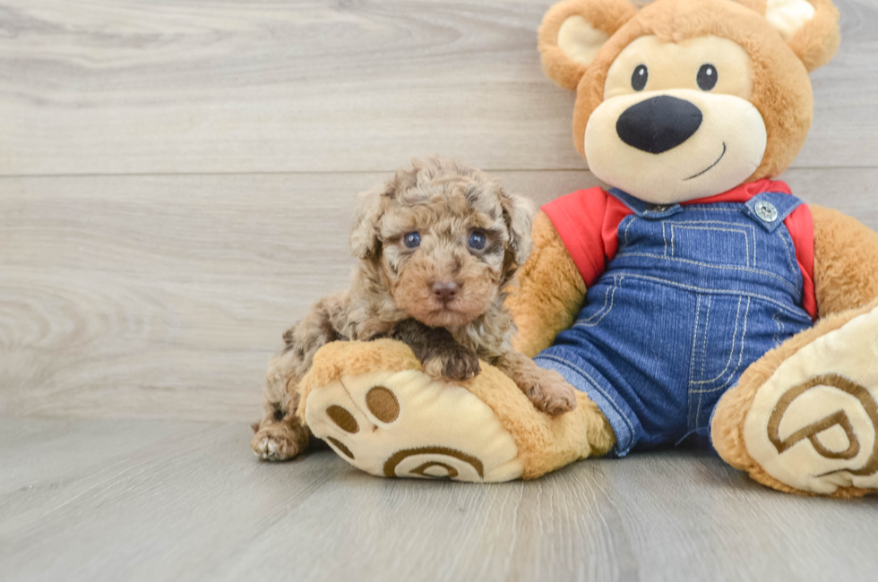 6 week old Poodle Puppy For Sale - Lone Star Pups
