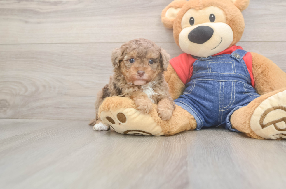 5 week old Poodle Puppy For Sale - Lone Star Pups