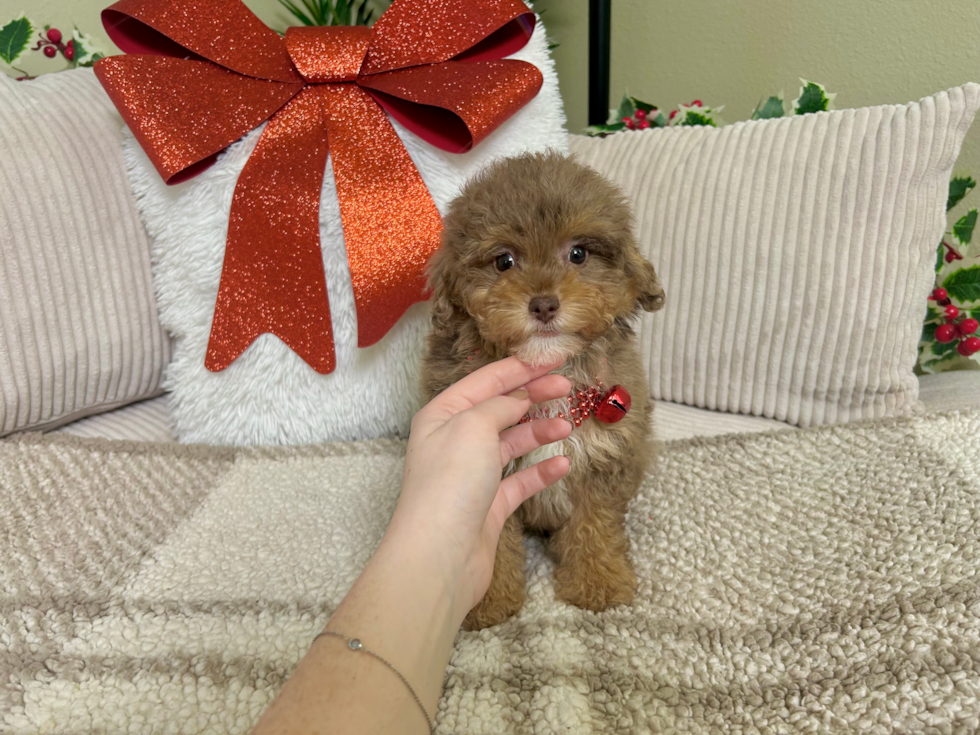 Poodle Puppy for Adoption