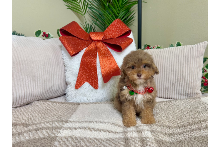 Cute Poodle Purebred Pup