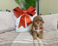 10 week old Poodle Puppy For Sale - Lone Star Pups