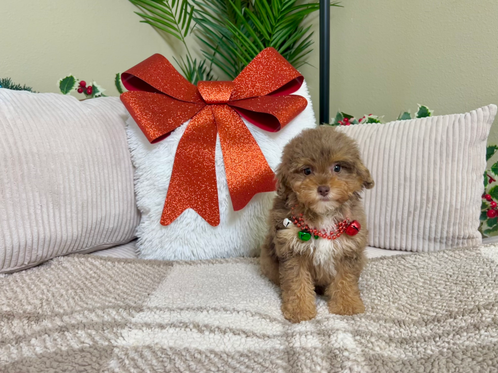 Cute Poodle Purebred Pup