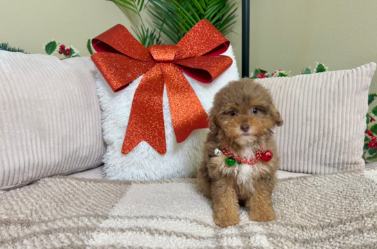 Cute Poodle Purebred Pup