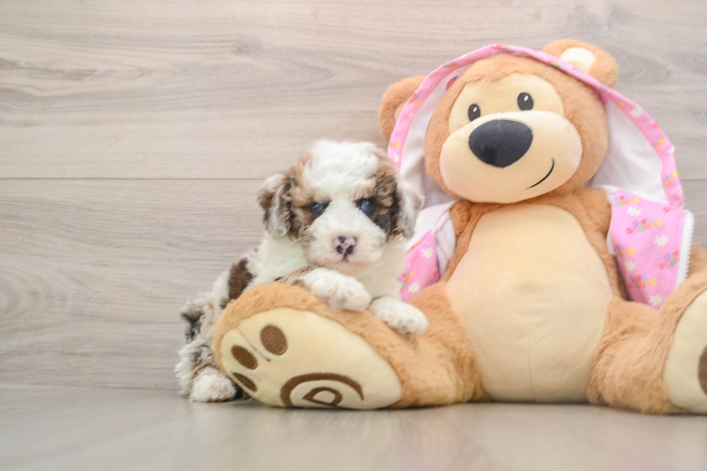 Popular Poodle Purebred Pup