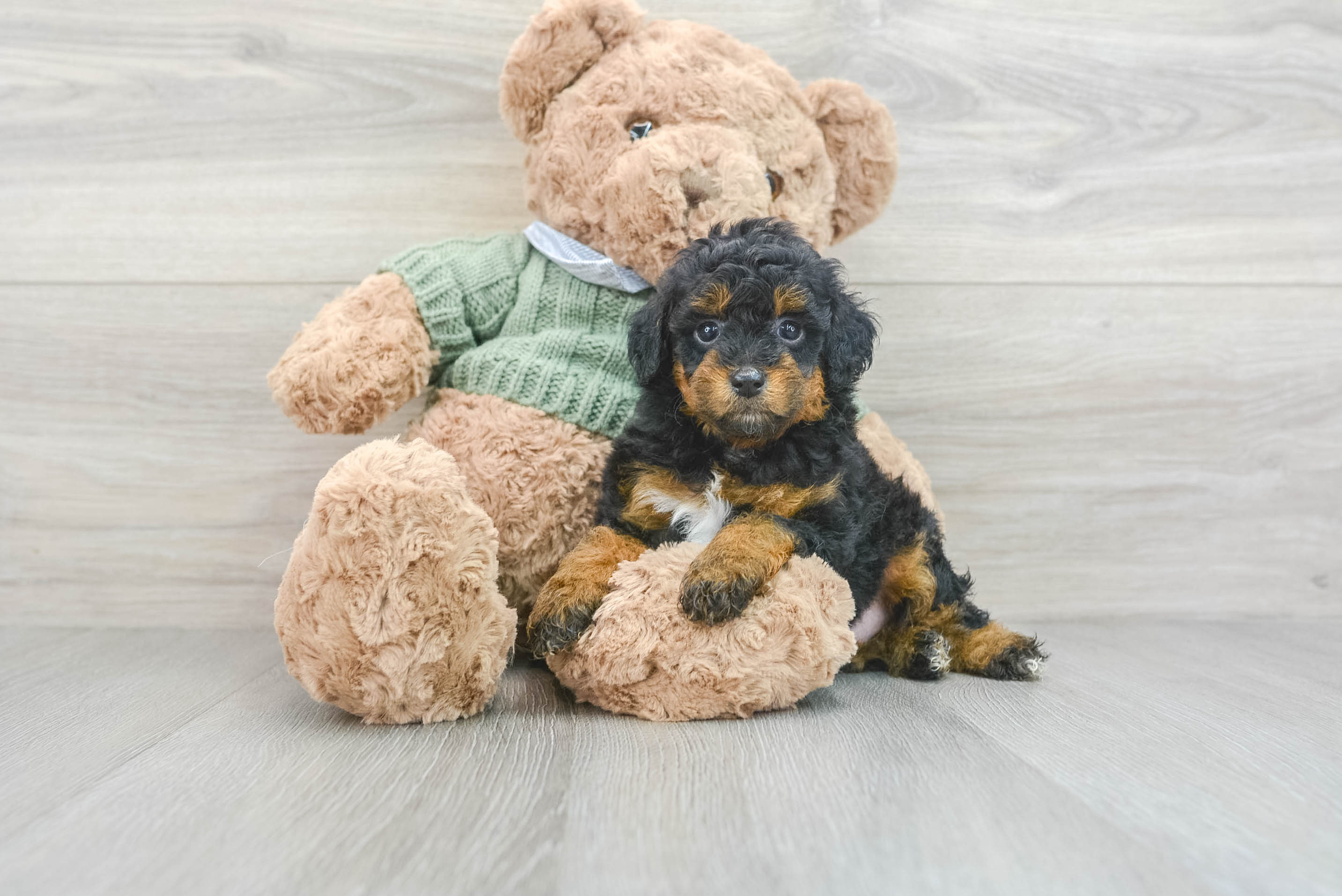 Playful Poodle Purebred Pup