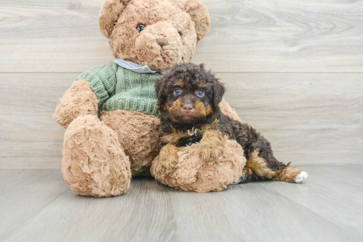 Funny Poodle Purebred Pup