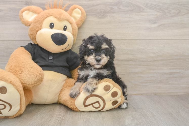Poodle Puppy for Adoption