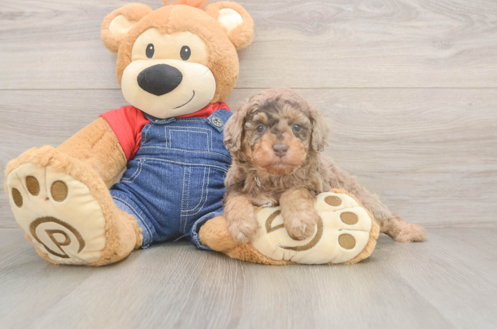 5 week old Poodle Puppy For Sale - Lone Star Pups
