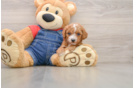 Poodle Puppy for Adoption