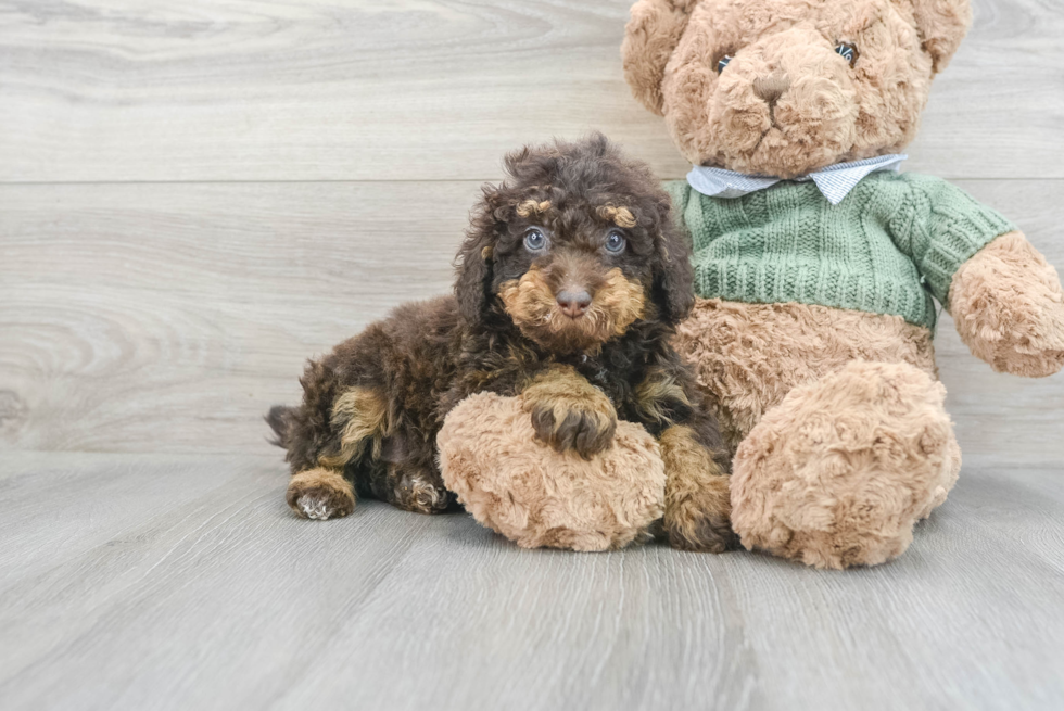 Poodle Puppy for Adoption