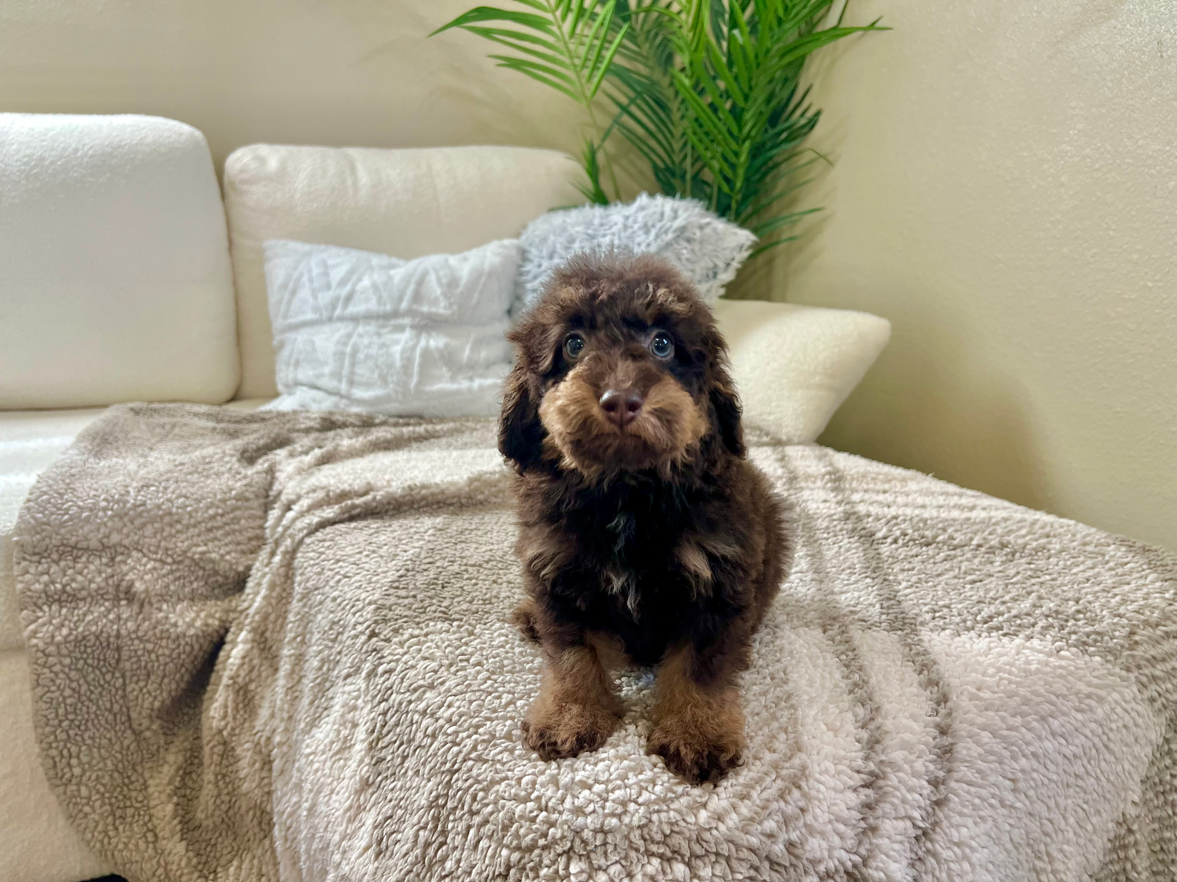 Poodle Pup Being Cute
