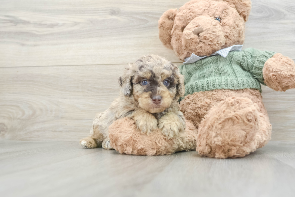 Popular Poodle Baby