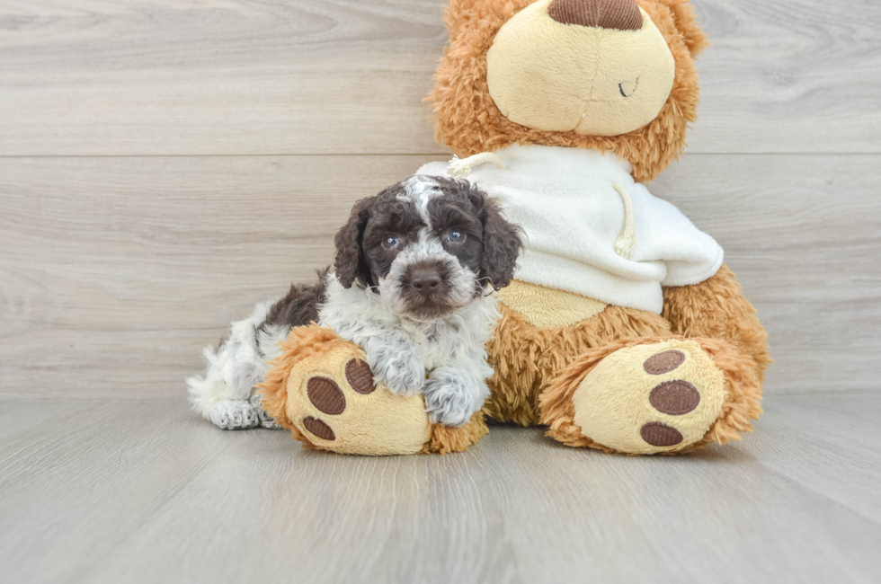 6 week old Poodle Puppy For Sale - Lone Star Pups