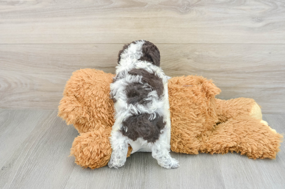 Friendly Poodle Baby