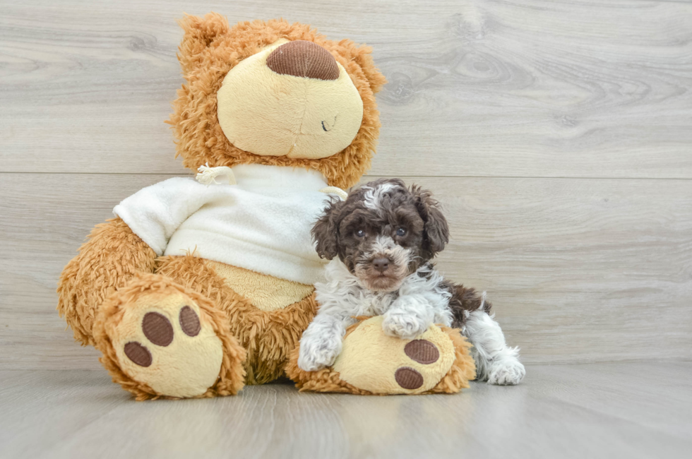 5 week old Poodle Puppy For Sale - Lone Star Pups