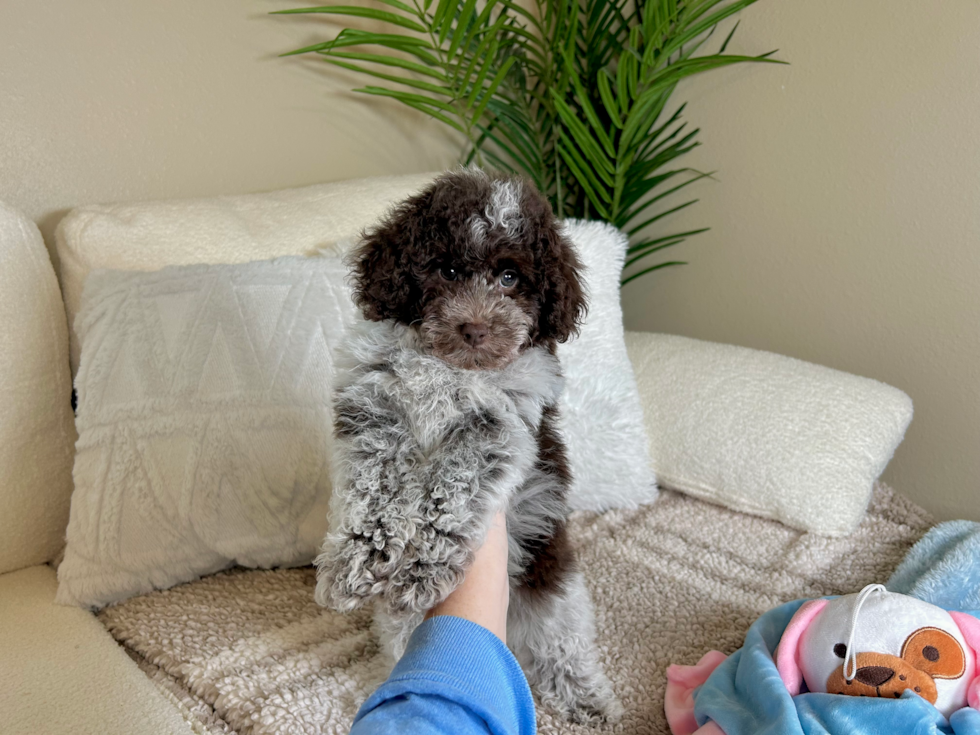 Cute Poodle Baby