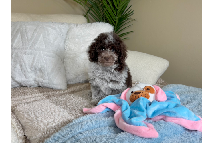 Cute Pudel Purebred Puppy