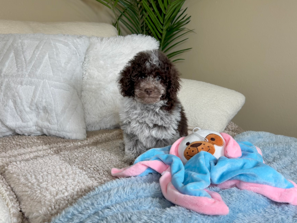 Cute Pudel Purebred Puppy