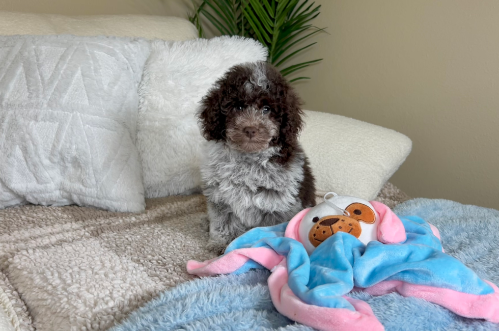 10 week old Poodle Puppy For Sale - Lone Star Pups